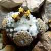 Copiapoa _hypogaea _ssp.laui FK439 _20